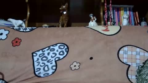 Sarra online show from 7, 12, 2024