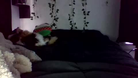 Lauren online show from 22, 4, 2026