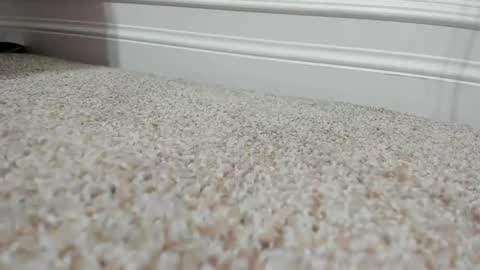 FerrariManni online show from 9, 12, 2024