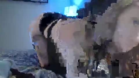 Snapshot of sexxileeah chatting on 25, 1, 2025 sexxileeah online show from 25, 1, 2025