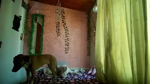 sexy lolas online show from 17, 7, 2026