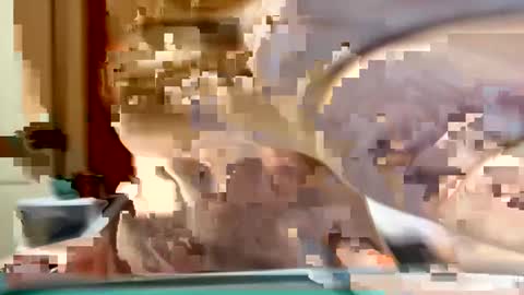 Snapshot of sexyy_red08 chatting on 2, 11, 2025 sexyy_red08 online show from 2, 11, 2025