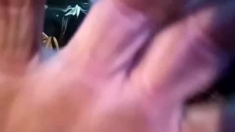 Shamroc online show from 25, 2, 2025