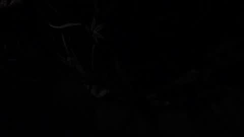 Snapshot of silverco68 chatting on 13, 1, 2025 notyourdaddy online show from 13, 1, 2025