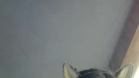 skinnykittencam online show from 15, 3, 2026