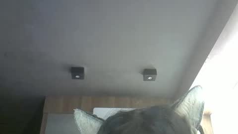 Snapshot of skinnykittencam chatting on 12, 5, 2026 skinnykittencam online show from 12, 5, 2026