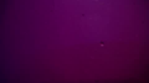 Alexa online show from 28, 12, 2024