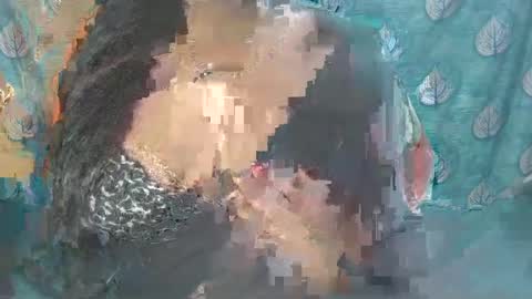 Sophia Tamil online show from 24, 2, 2025