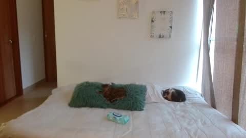      online show from 28, 2, 2026