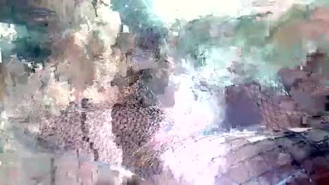 spence6669_tree online show from 15, 11, 2025