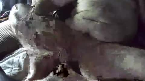 tacozod online show from 2, 1, 2025