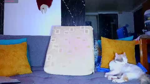the dog lian online show from 28, 6, 2026