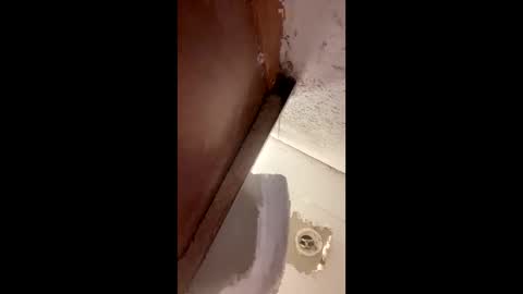 toronto5656 online show from 12, 1, 2025