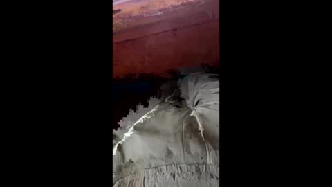 Snapshot of tree553 chatting on 17, 1, 2025 tree553 online show from 17, 1, 2025