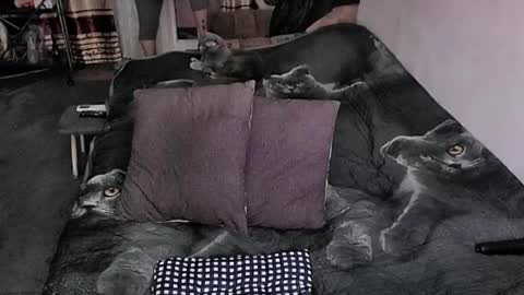 Lana online show from 30, 3, 2026