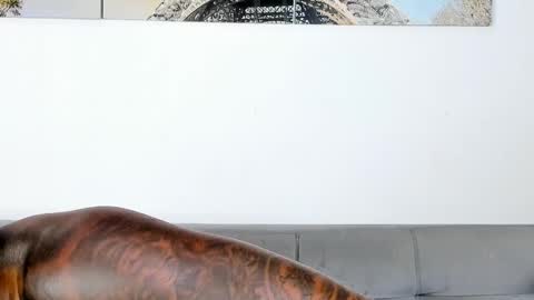 Dvid Rullers online show from 7, 11, 2025