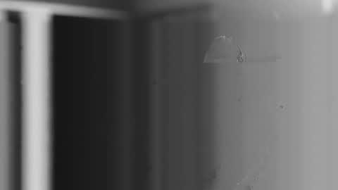 steve online show from 4, 12, 2025