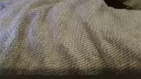 Snapshot of vwelad6969 chatting on 1, 2, 2025 hung boy online show from 1, 2, 2025