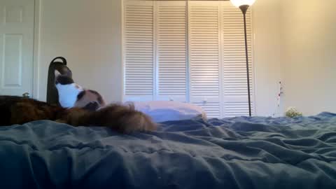 weedwacker43 online show from 26, 2, 2025