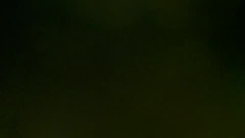 WildPersia online show from 8, 3, 2025