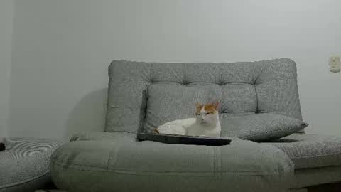 yeisongomezz online show from 8, 7, 2026