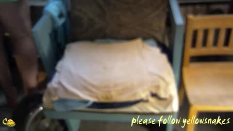 .     y e l l o w s n a k e s       . online show from 5, 3, 2026