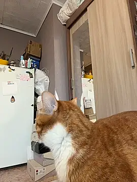 AmmyHot online show from 13, 1, 2026