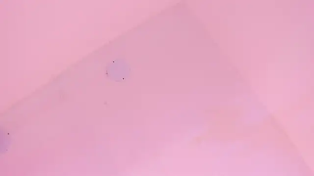 LoveQueen2 online show from 6, 1, 2026