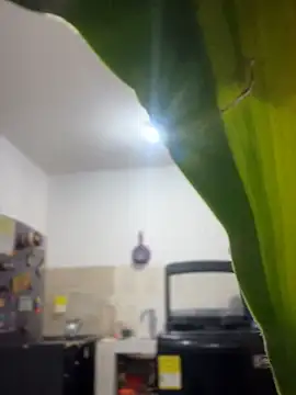 emily rosse04 online show from 4, 3, 2026