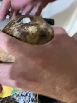 FlorBich online show from 8, 12, 2024