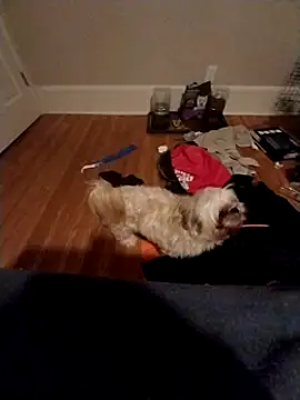 Snapshot of 420getsmehorny chatting on 16, 12, 2024 420getsmehorny online show from 16, 12, 2024