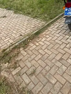 Black-mamba-madingo online show from 1, 11, 2025