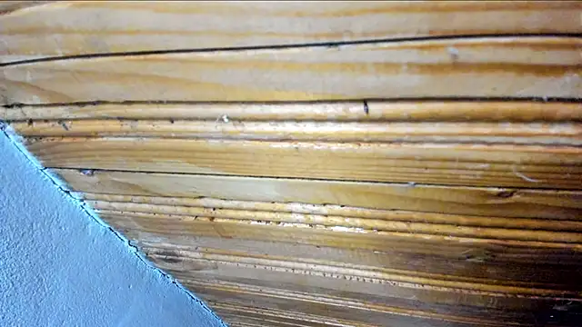 00loret online show from 21, 2, 2025