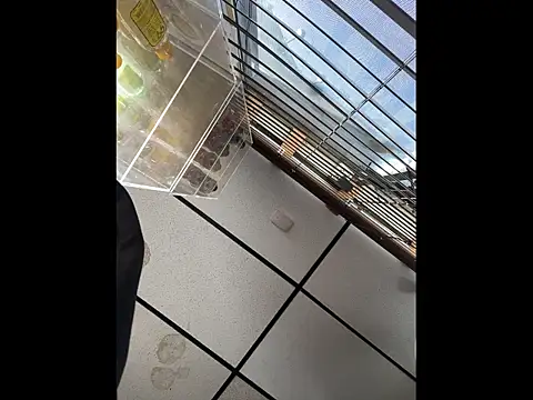 steelwood303 online show from 21, 12, 2025