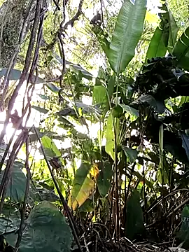 Snapshot of tuwegon chatting on 17, 6, 2026 tuwegon online show from 17, 6, 2026