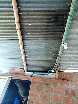 Janle 19c online show from 6, 12, 2024