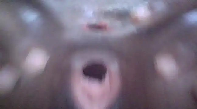 petitev online show from 3, 1, 2025