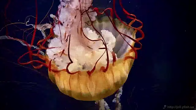 Snapshot of streamy_test11 chatting on 4, 12, 2024 streamy test11 online show from 4, 12, 2024