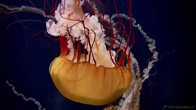 Snapshot of streamy_test11 chatting on 5, 12, 2024 streamy test11 online show from 5, 12, 2024