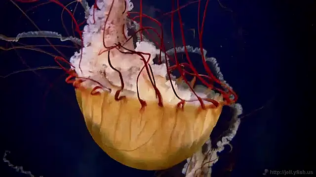 Snapshot of streamy_test11 chatting on 24, 12, 2024 streamy test11 online show from 24, 12, 2024