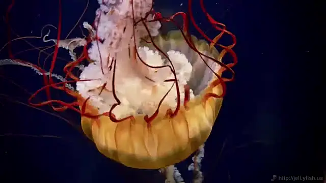 Snapshot of streamy_test11 chatting on 15, 1, 2025 streamy test11 online show from 15, 1, 2025