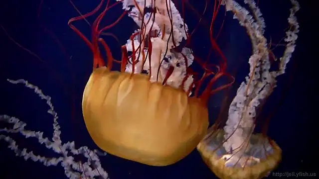 Snapshot of streamy_test11 chatting on 3, 2, 2025 streamy test11 online show from 3, 2, 2025