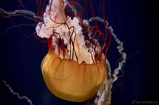 Snapshot of streamy_test11 chatting on 4, 2, 2025 streamy test11 online show from 4, 2, 2025