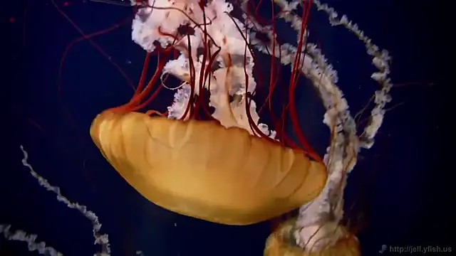 Snapshot of streamy_test11 chatting on 10, 2, 2025 streamy test11 online show from 10, 2, 2025