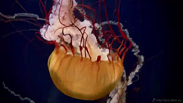 Snapshot of streamy_test11 chatting on 13, 2, 2025 streamy test11 online show from 13, 2, 2025