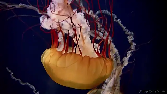 Snapshot of streamy_test11 chatting on 25, 2, 2025 streamy test11 online show from 25, 2, 2025