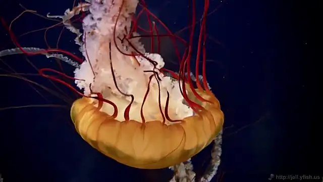 Snapshot of streamy_test11 chatting on 28, 2, 2025 streamy test11 online show from 28, 2, 2025