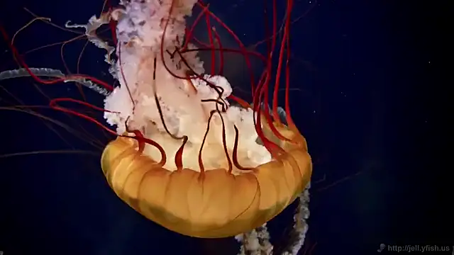 Snapshot of streamy_test11 chatting on 3, 3, 2025 streamy test11 online show from 3, 3, 2025