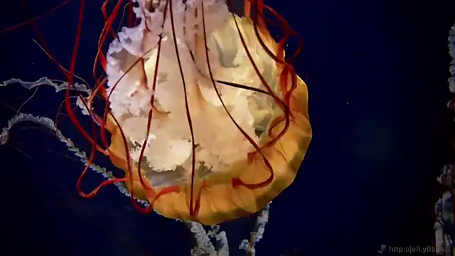 Snapshot of streamy_test11 chatting on 23, 9, 2025 streamy test11 online show from 23, 9, 2025