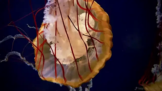 Snapshot of streamy_test11 chatting on 24, 9, 2025 streamy test11 online show from 24, 9, 2025